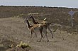 Guanacos en la ruta - Foto: Palmiro Bedeschi