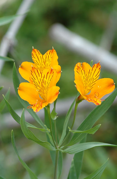 Amancay, tpica flor de la patagonia - San Martn de los Andes