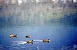 Patos - Photo: Secretaría de Turismo de la Nación Patos - Photo: Secretaría de Turismo de la Nación