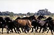 Pura sangre - Photo: Secretaría de Turismo de la Nación Pura sangre - Photo: Secretaría de Turismo de la Nación