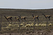 Carrera de guanacos - Foto: Palmiro Bedeschi Carrera de guanacos - Foto: Palmiro Bedeschi