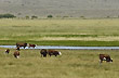 Vacas pastando - Foto: Palmiro Bedeschi Vacas pastando - Foto: Palmiro Bedeschi