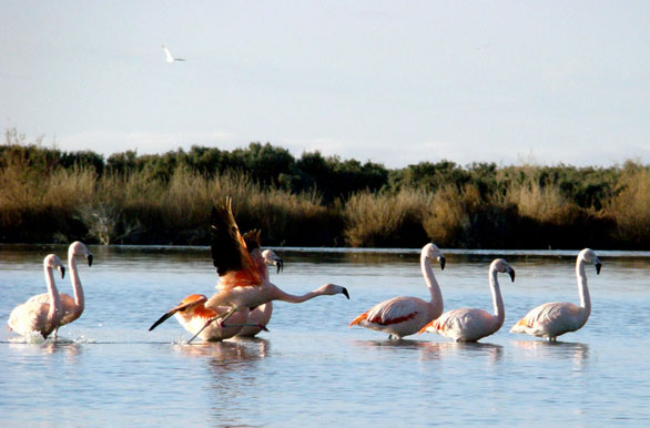 Laguna del Ornitlogo - Trelew