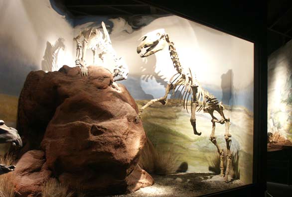Museo Paleontolgico - Trelew