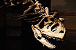 Museo Paleontol�gico Egidio Feruglio - Foto: Santiago J.Guti�rrez - Entretur