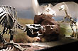 Egidio Feruglio Museo  - Foto: Jorge Gonz�lez