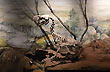 Museo Paleontol�gico - Foto: Jorge Gonz�lez