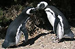 Punta Tombo - Foto: Jorge Gonz�lez