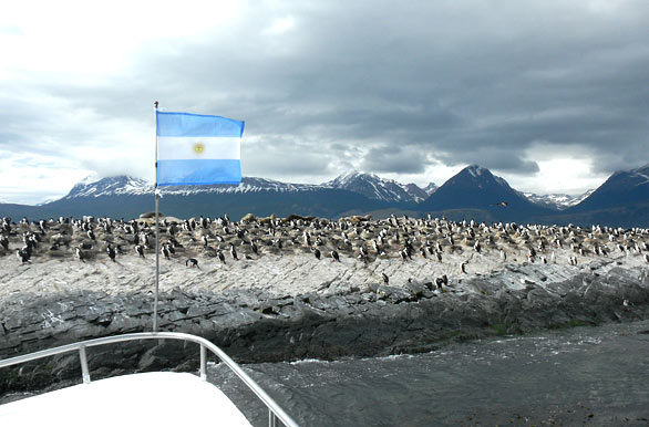 Colonia de cormoranes reales, Patagonia argentina - Ushuaia
