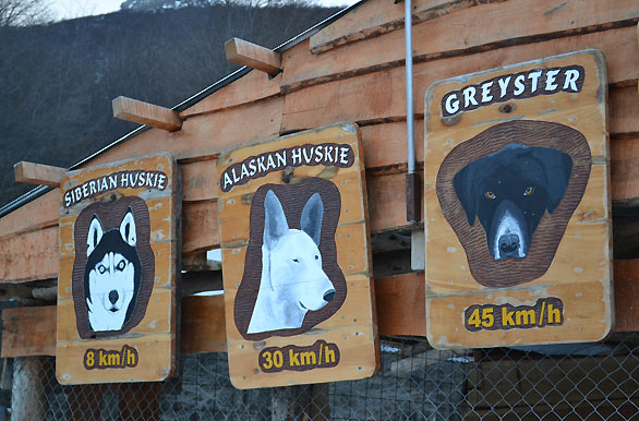 Razas de perros para trineos de nieve - Ushuaia