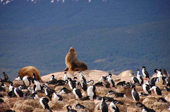 Lobos marinos de un pelo, Tierra del Fuego - Ushuaia