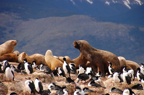 Lobos marinos en la Patagonia - Ushuaia