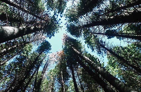 Sequoias gigantes - Villa La Angostura