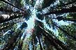 Giant sequoias - Photo: Marcelo Sola Giant sequoias - Photo: Marcelo Sola