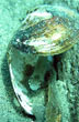 Scary alevin in the Nahuel Huapi - Photo: ASAP VLA - Agrupación Subacuática Andino Patagónica Scary alevin in the Nahuel Huapi - Photo: ASAP VLA - Agrupación Subacuática Andino Patagónica