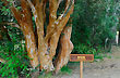Myrtle trees, Quetriu� Peninsula - Photo: Jorge Gonz�lez