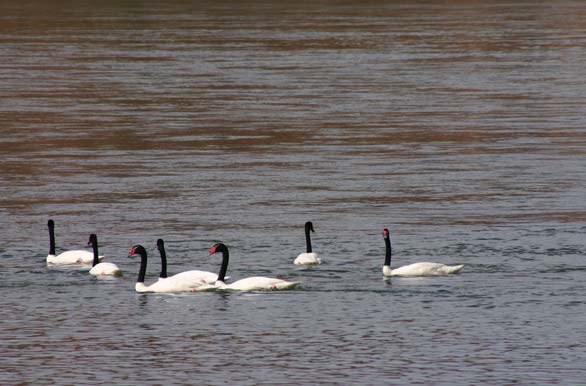 Cisnes en Laguna Blanca - Zapala