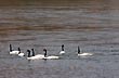 Cisnes en Laguna Blanca - Photo: Santiago Gaudio Cisnes en Laguna Blanca - Photo: Santiago Gaudio