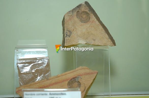 Incrustaciones en la piedra - Museo Geominero
