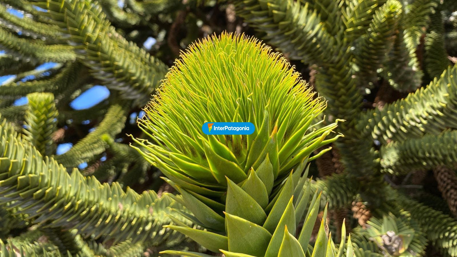 Flora - Alumin