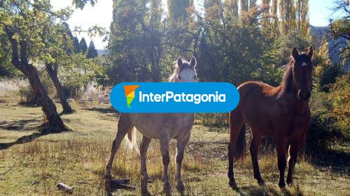 Equinos y colmenas