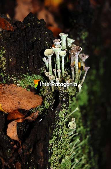 Sotobosque en Alumin - Alumin