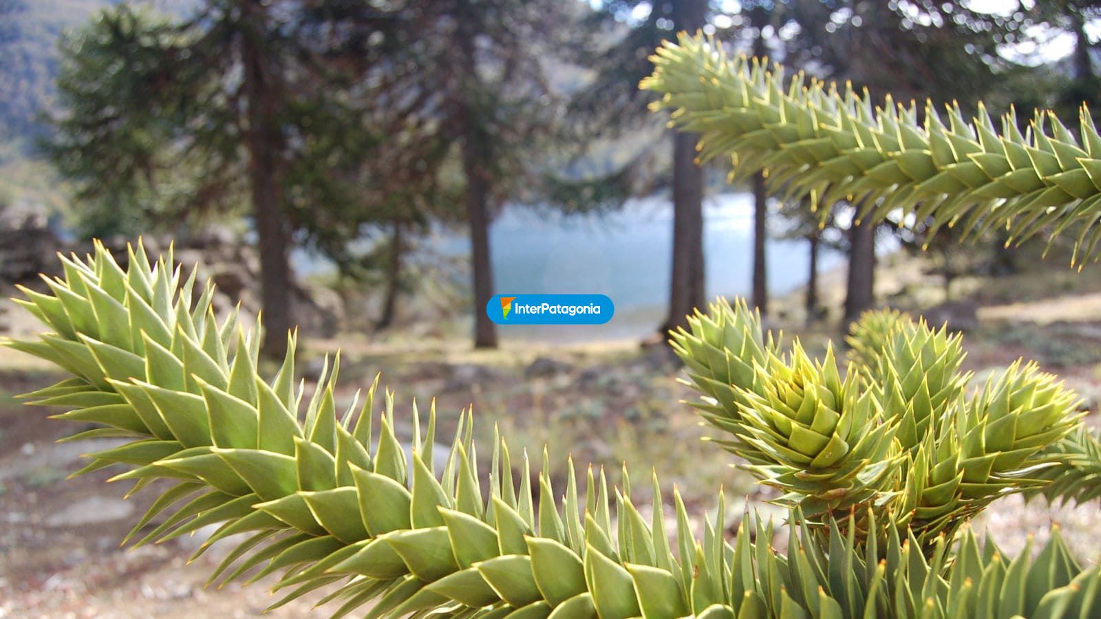 Postal araucana - Alumin