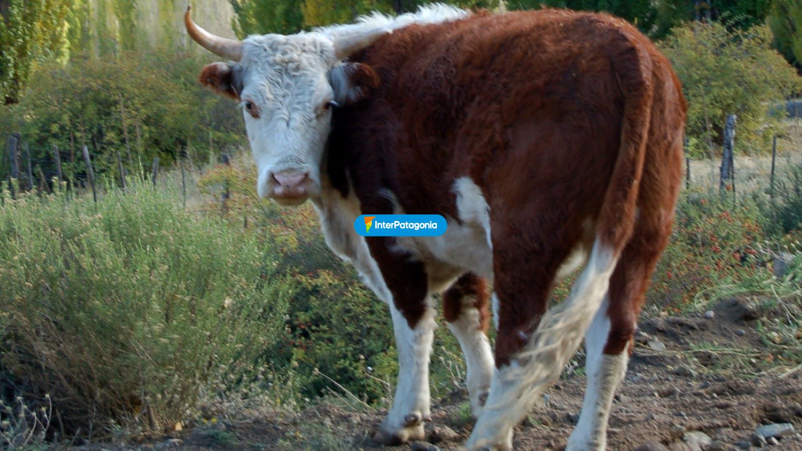 Fauna alumine - Alumin