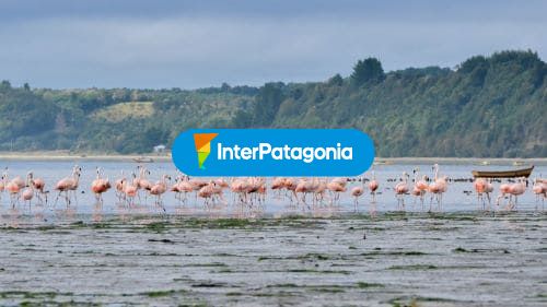 Flamencos en Caulin