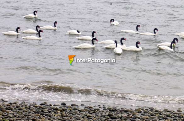 Cisnes de cuello negro en Cauln - Ancud