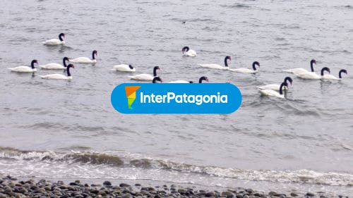 Cisnes de cuello negro en Caulín
