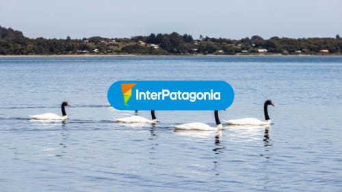 Majestuosos cisnes de cuello negro