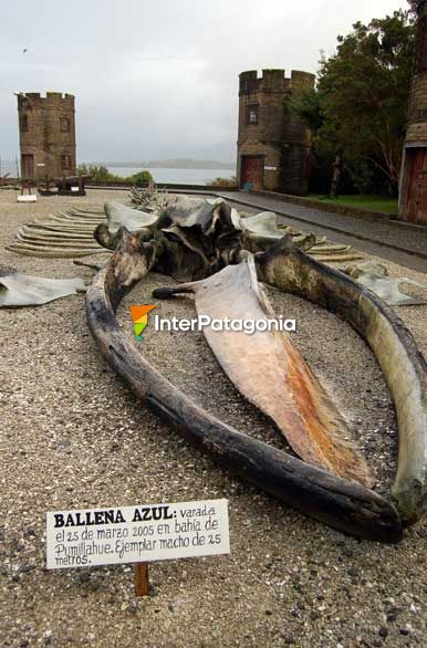 Ballena azul, Museo Regional - Ancud