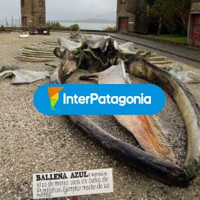 Ballena azul, Museo Regional