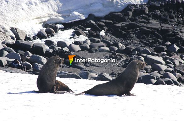 Lobos marinos de dos pelos - Antrtida