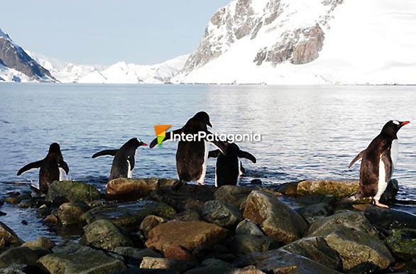 Pinguinos papúa