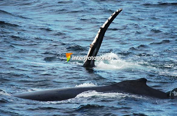 Ballenas Humpback - Antrtida