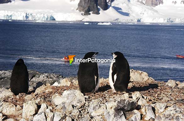 Isla Medialuna - Antártida