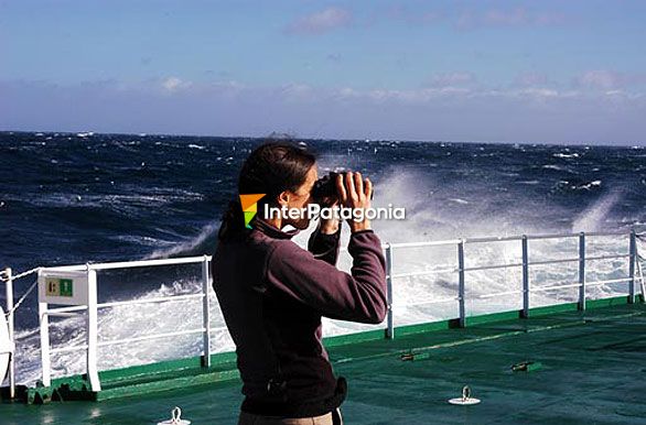 Avistaje de aves