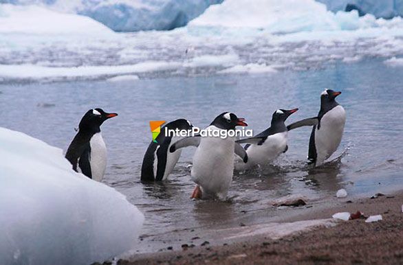 Pinguino papúa - Antártida