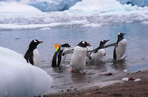 Pinguino papa - Antrtida