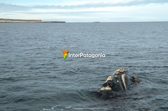 En la tranquilidad del golfo - Ballenas en Patagonia