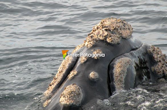 Marcas distintivas - Ballenas en Patagonia