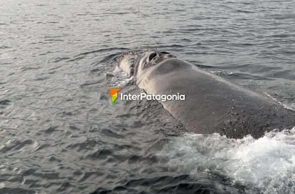 Gigantescas criaturas - Ballenas en Patagonia