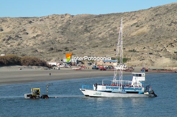 Excursiones de avistajes - Ballenas en Patagonia