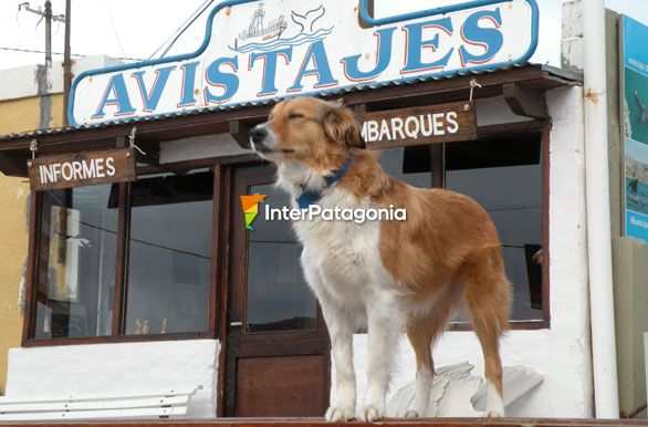 Agencia de excursiones - Ballenas en Patagonia