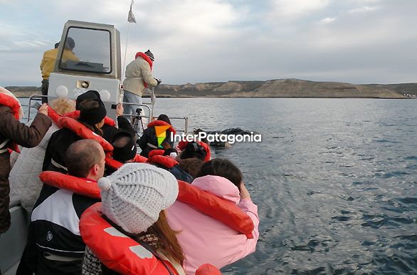 Amigables cetáceos - Ballenas en Patagonia