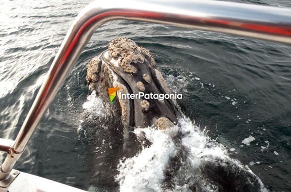 Debajo nuestro - Ballenas en Patagonia