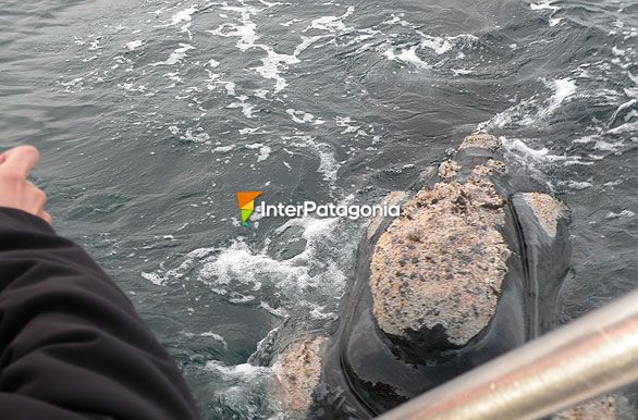 Acercamiento sutil - Ballenas en Patagonia