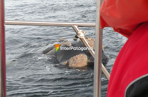 Contacto muy cercano - Ballenas en Patagonia